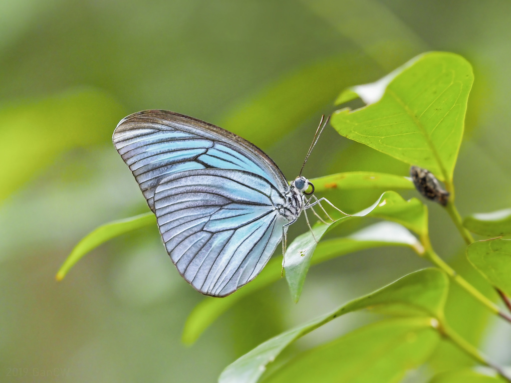 Sulawesi Wanderer