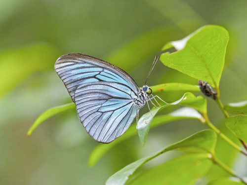 Sulawesi Wanderer