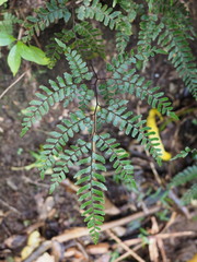 Adiantum fulvum