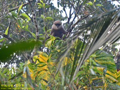 Semnopithecus vetulus
