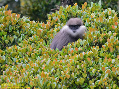 Semnopithecus vetulus