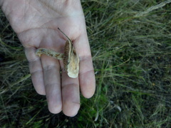 Stropharia pseudocyanea