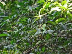 Psilopogon flavifrons