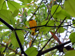 Oriolus xanthornus ceylonensis