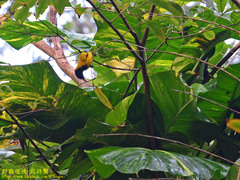 Oriolus xanthornus ceylonensis