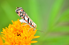 Utetheisa pulchelloides