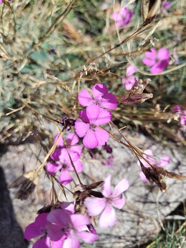 Granite Pink (Dianthus graniticus)