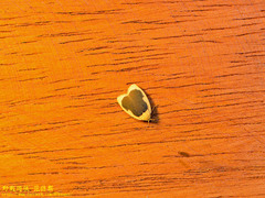 Pseudoblabes oophora