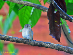 Muscicapa muttui