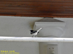 Copsychus saularis ceylonensis