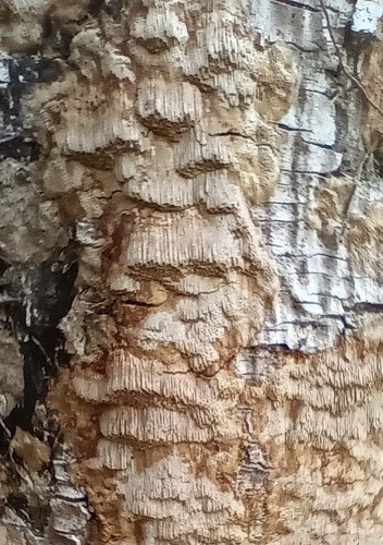 Fuscoporia ferrea, 2025-10-12