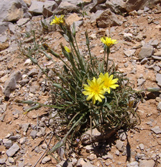 Pseudopodospermum molle