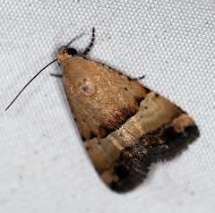 Pseudozarba orthopetes