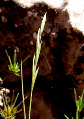 Pseudoroegneria libanotica