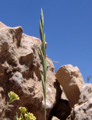 Pseudoroegneria libanotica