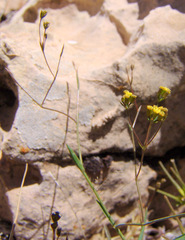 Bupleurum gerardi