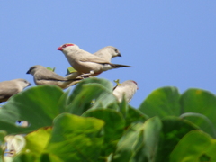 Estrilda troglodytes