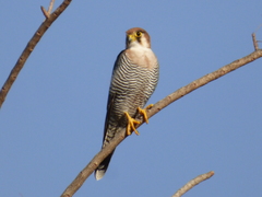 Falco chicquera