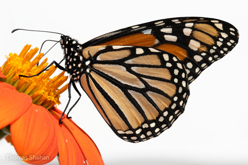 Migratory Monarch photographed in Oklahoma