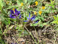Vicia onobrychioides