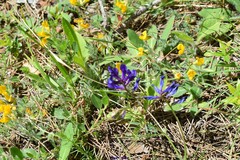 Vicia onobrychioides