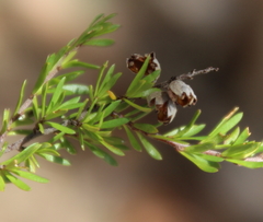 Cryptandra amara