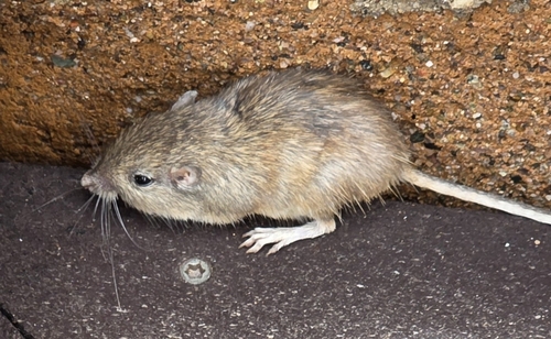 Rock Pocket Mouse