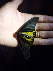 Troides aeacus formosanus