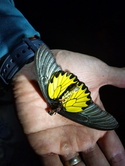 Troides aeacus formosanus