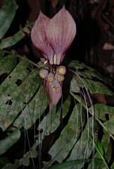 Tacca integrifolia