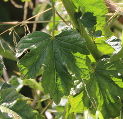 Hibiscus diversifolius diversifolius