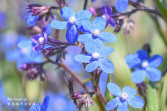 Anchusa azurea