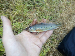 Don Ruffe photo 2