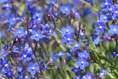 Anchusa azurea