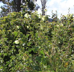 Hibiscus diversifolius diversifolius