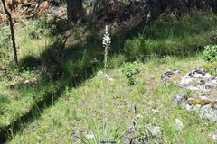 Asphodelus cerasiferus