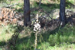 Asphodelus cerasiferus