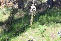 Asphodelus cerasiferus