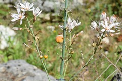 Asphodelus cerasiferus