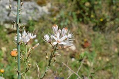 Asphodelus cerasiferus