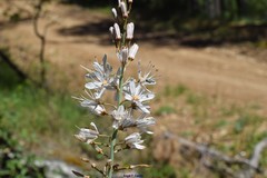 Asphodelus cerasiferus