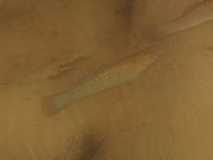 Poecilia mexicana