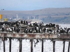 Leucocarbo atriceps albiventer