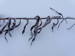 Jacobaea paludosa lanata