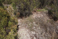 Aspalathus retroflexa bicolor