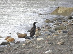 Leucocarbo magellanicus