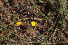 Aspalathus retroflexa bicolor