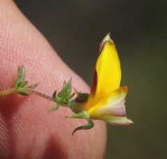 Aspalathus retroflexa bicolor