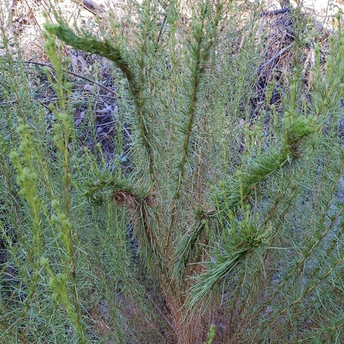 pinebush (Ericameria pinifolia)