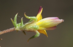 Aspalathus retroflexa bicolor